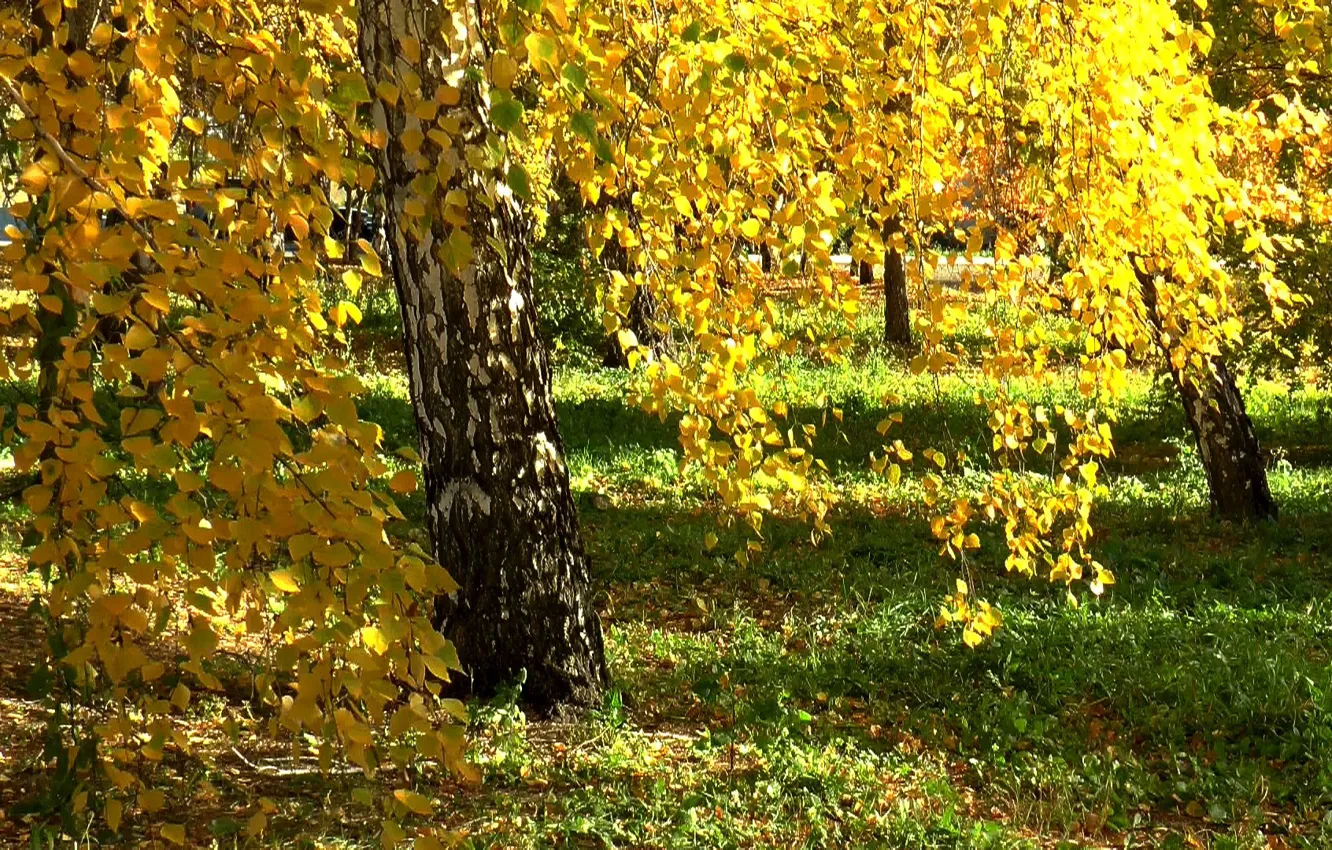 Фото обои лес, Осень, берёза