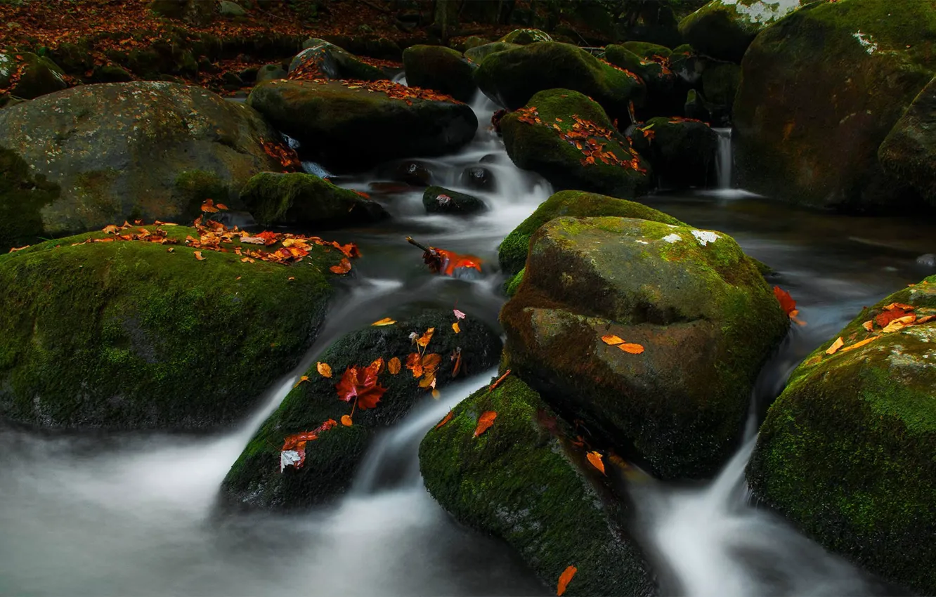 Фото обои осень, ручей, камни, США, Теннесси, Great Smoky Mountains National Park, Roaring Fork