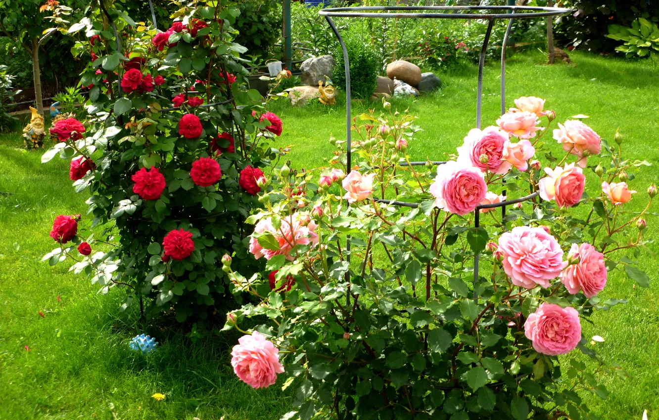 Фото обои зелень, трава, цветы, розы, сад, красные, розовые, кусты