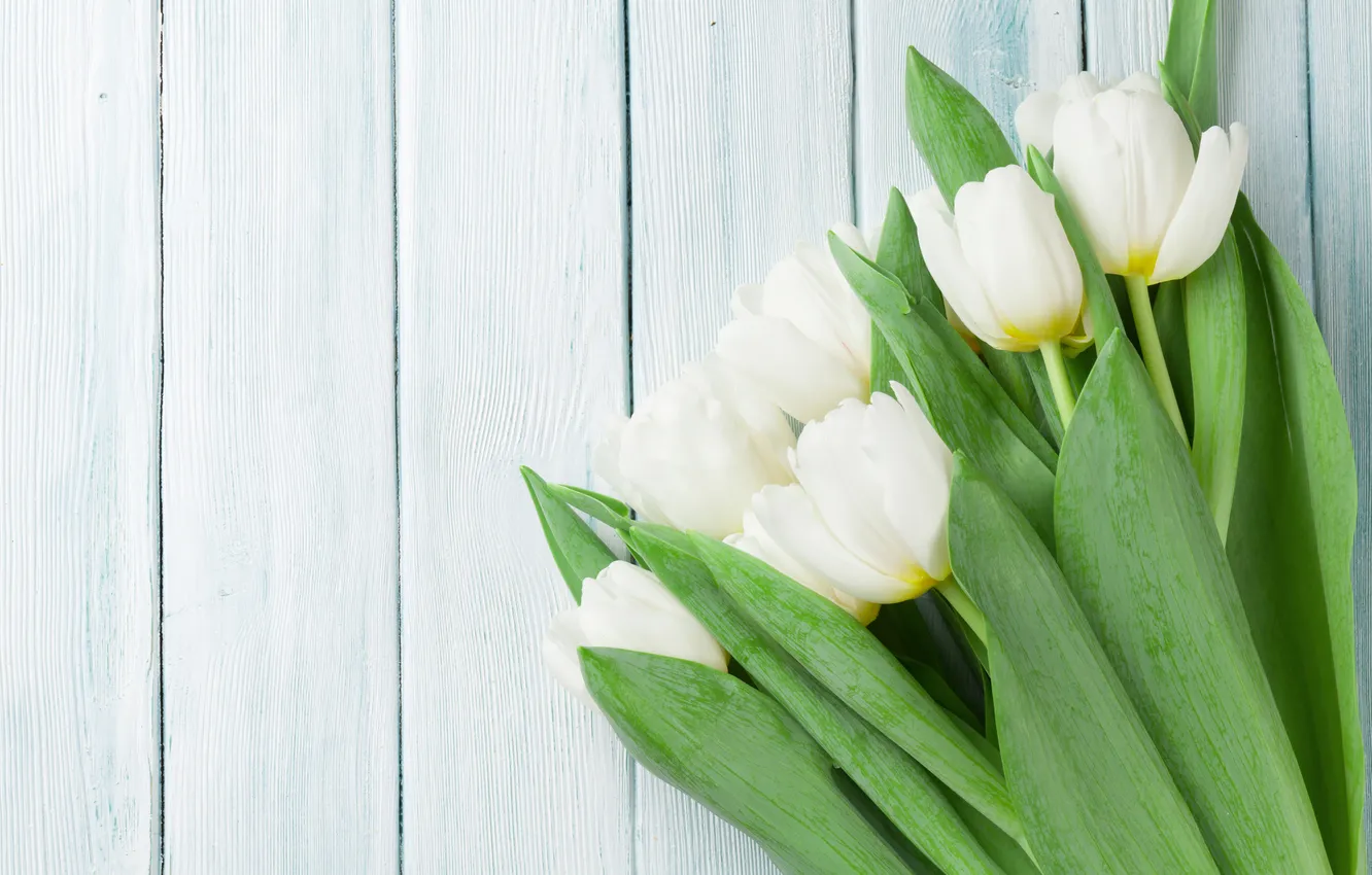 Фото обои цветы, букет, тюльпаны, white, wood, flowers, tulips, spring