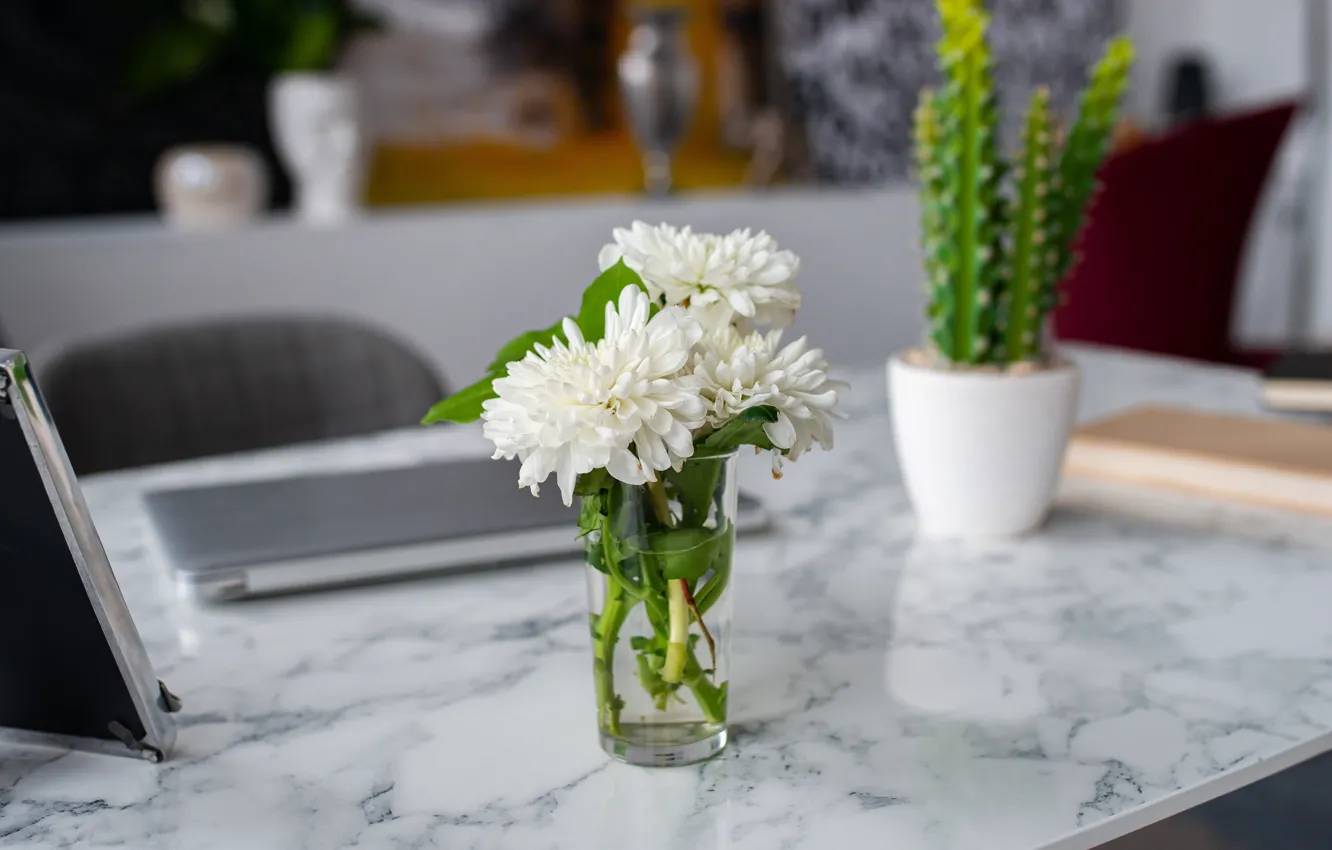 Фото обои цветы, рабочий стол, кабинет, георгины