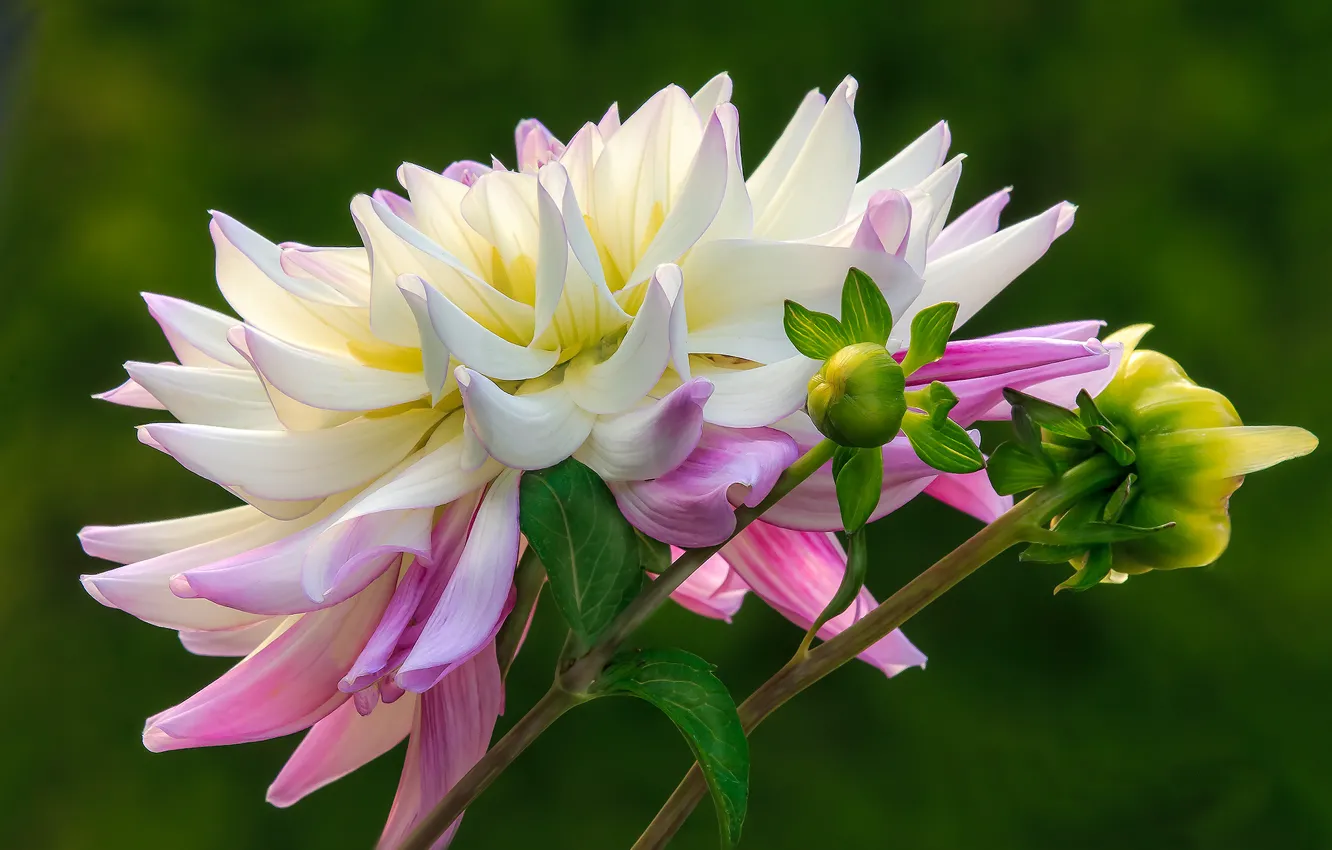Фото обои цветок, фон, бутоны, георгин, бело-розовый