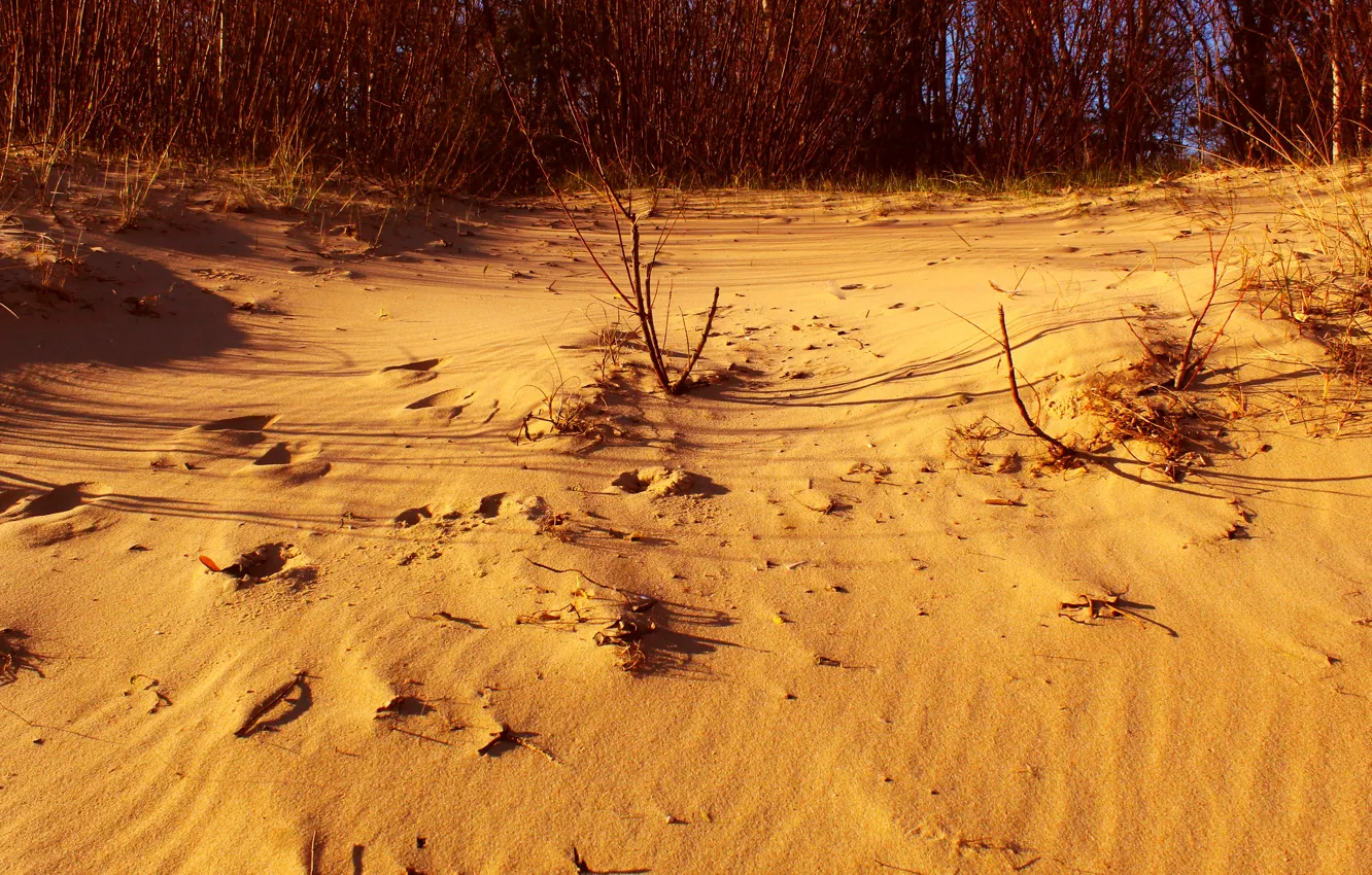 Фото обои beach, desert, sand