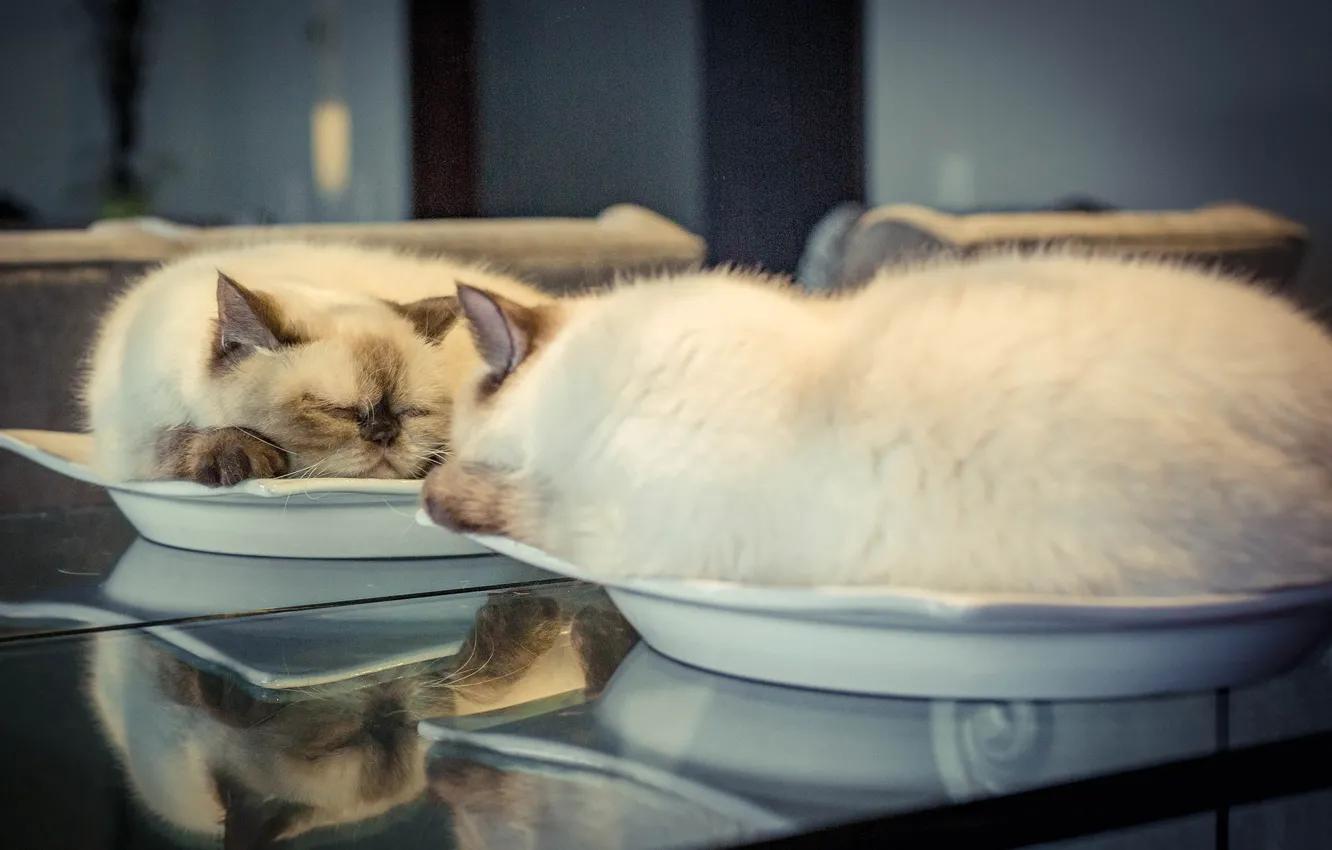 Фото обои кошка, отражение, сон, зеркало, тарелка, спящая