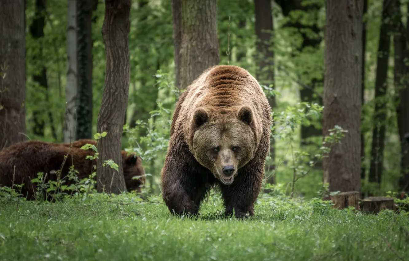 Фото обои лес, медведь, большой