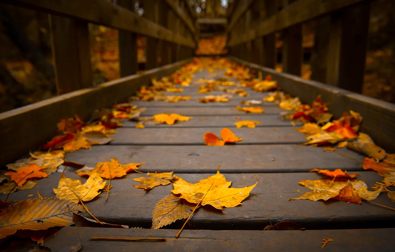 Фото обои осень, макро, дерево, листва, мостик