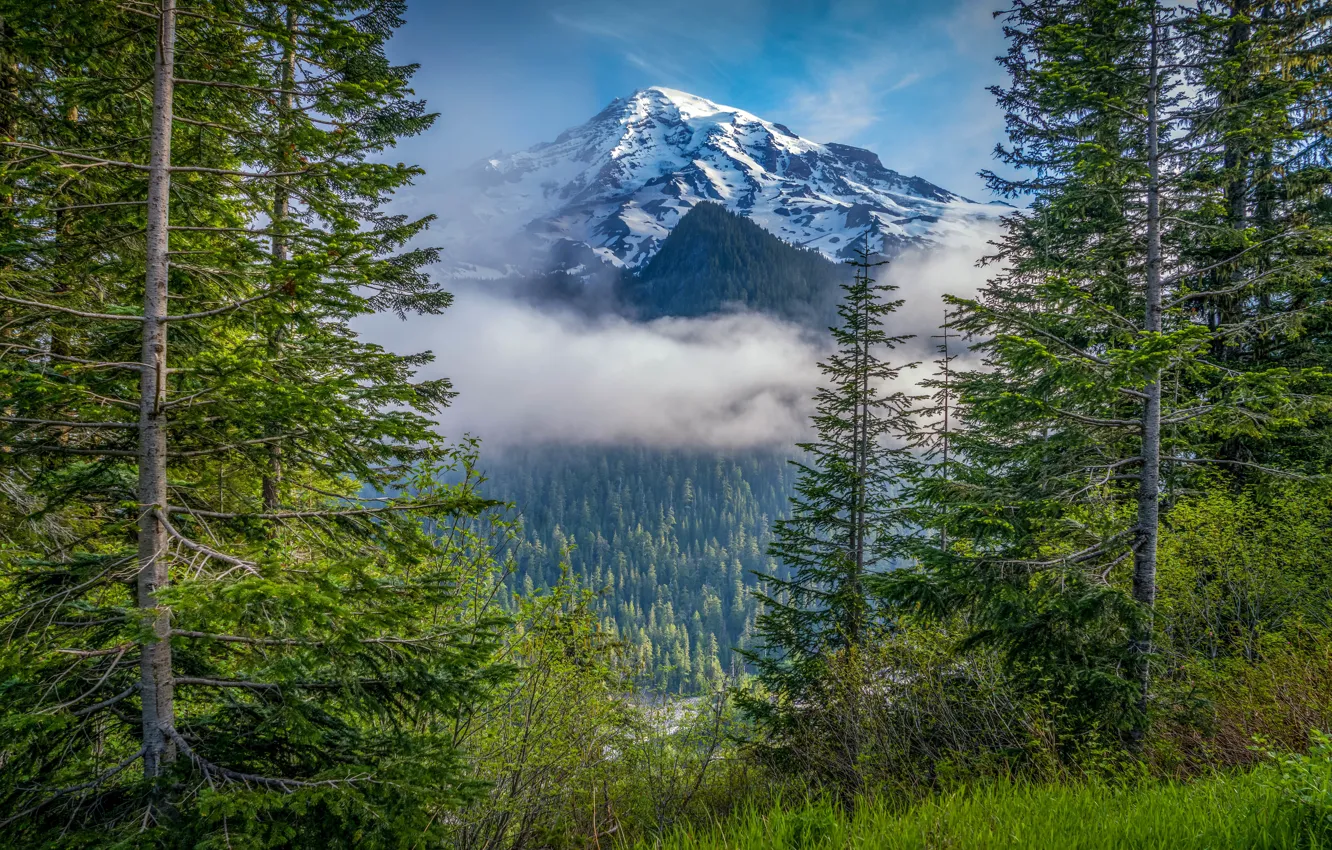 Фото обои лес, деревья, гора, Mount Rainier National Park, Национальный парк Маунт-Рейнир, Mount Rainier, Каскадные горы, Washington …