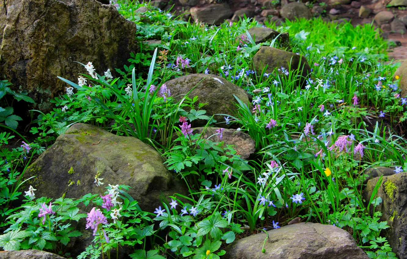 Фото обои green, flower, stones, spring, plant, moss