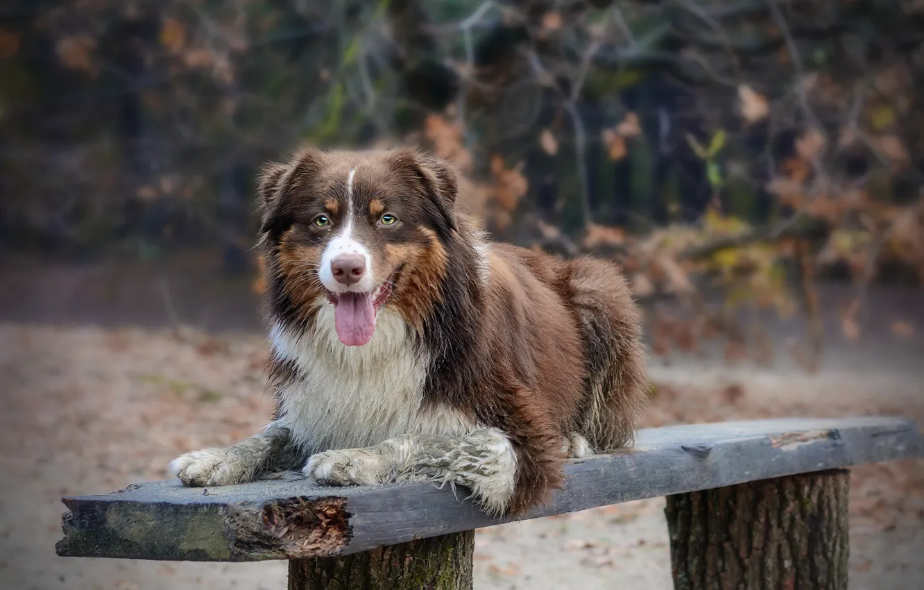 Фото обои взгляд, собака, скамья, australian shepherd