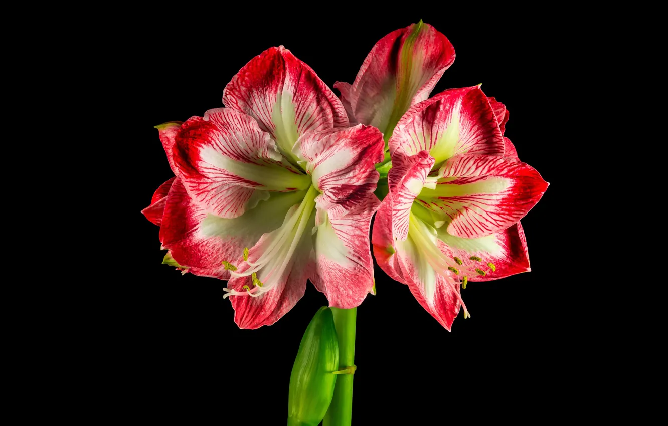 Фото обои цветок, тёмный фон, амариллис