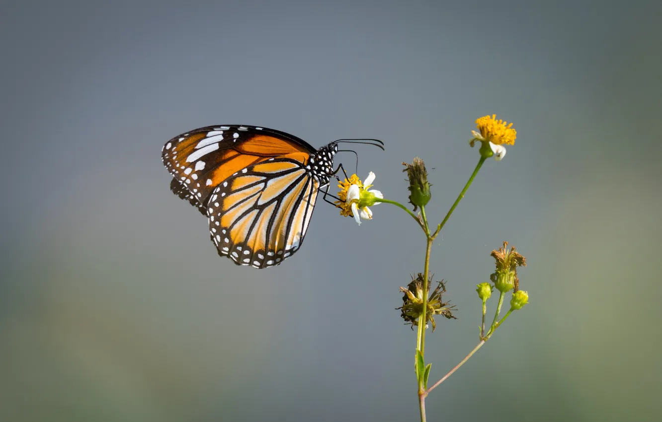 Фото обои бабочка, butterfly, Данаида монарх