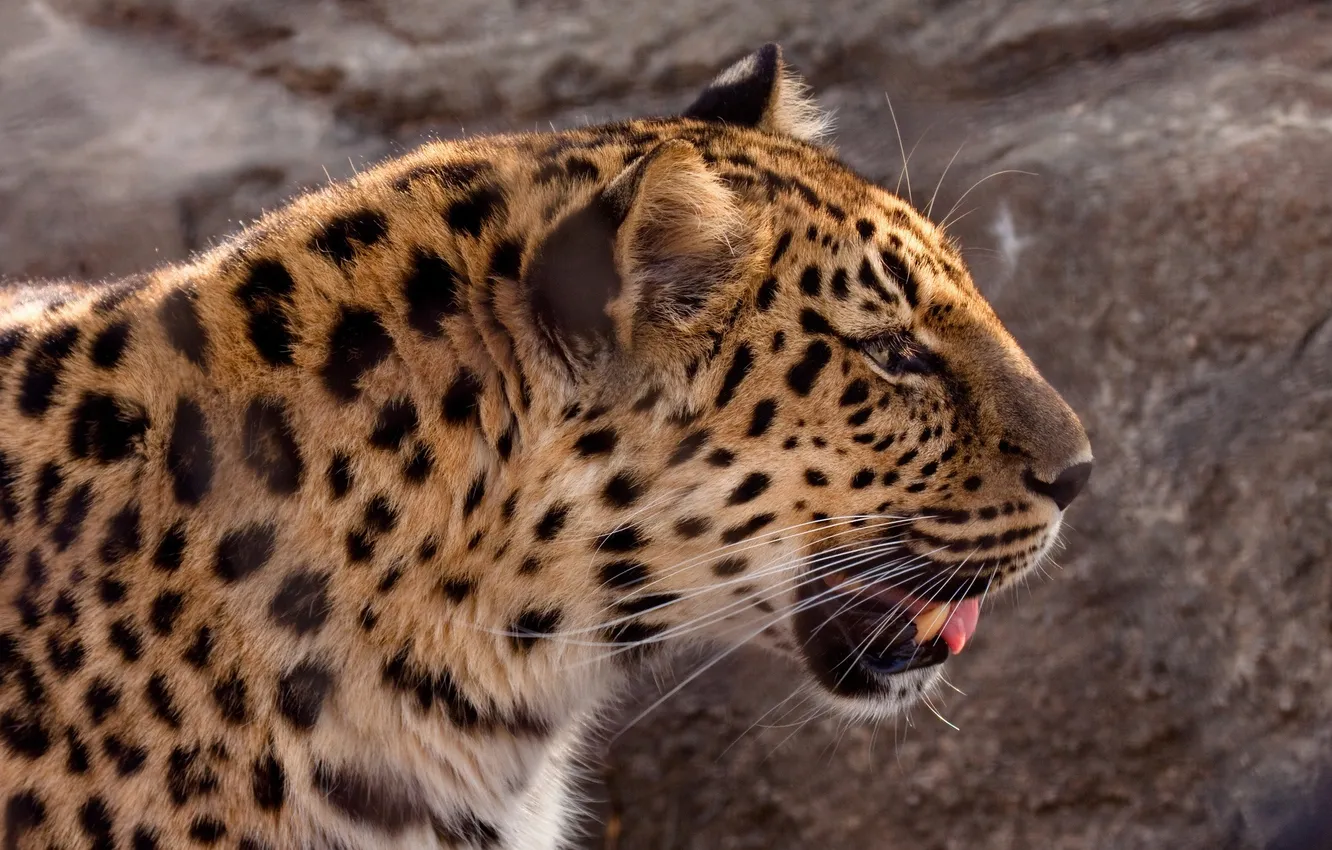 Фото обои морда, профиль, дикая кошка, амурский леопард, © Crystal Lynn Photos