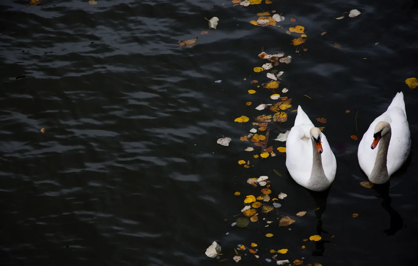 Фото обои листья, вода, река, лебедь, лебеди