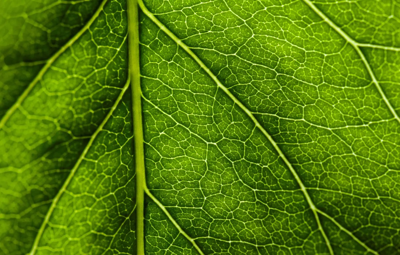 Фото обои макро, лист, зеленый, прожилки