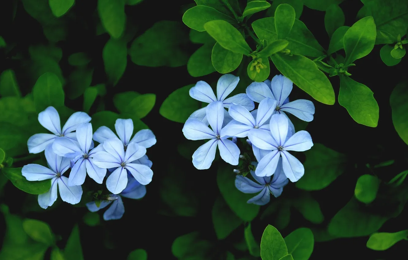 Фото обои листья, цветы, лепестки, голубые, Плюмбаго, свинчатка