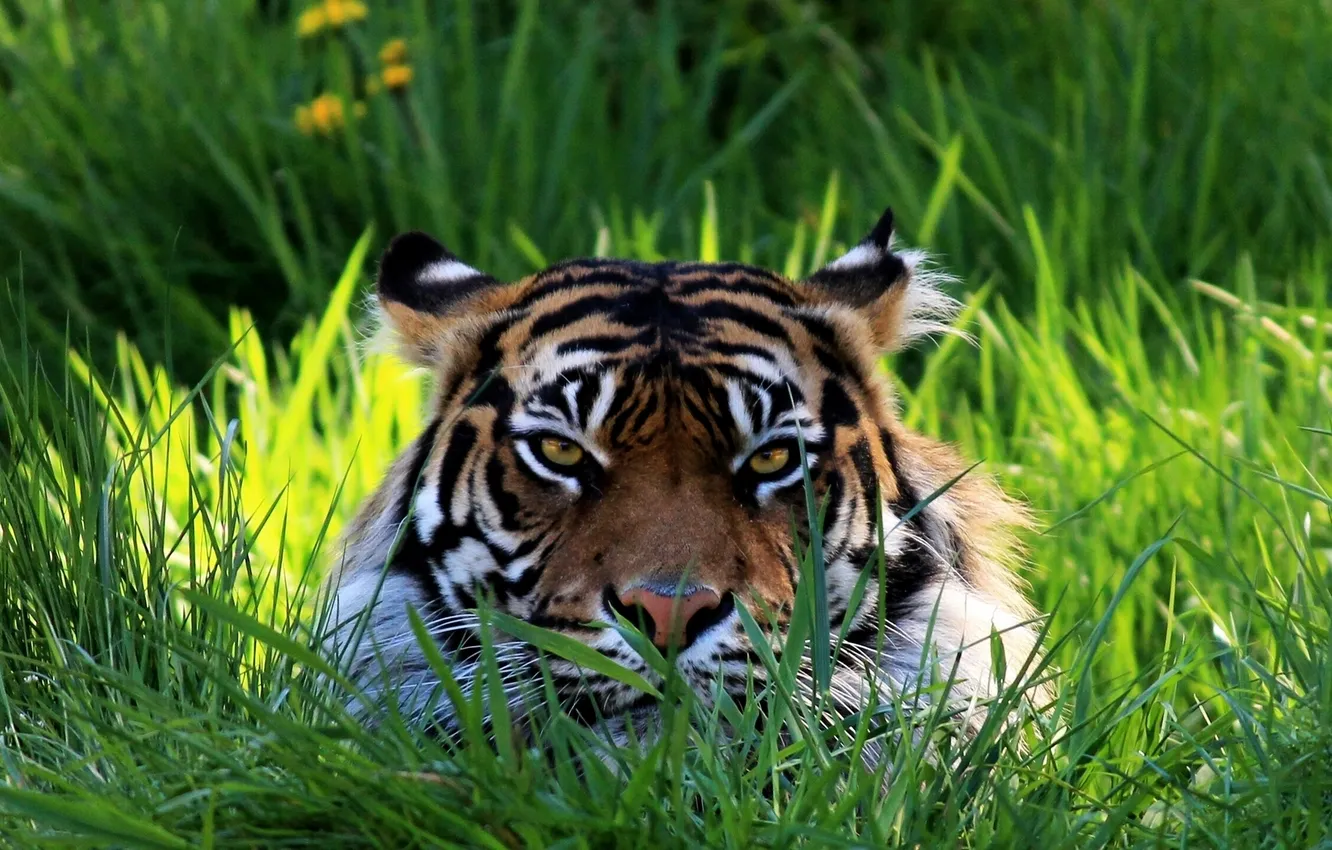 Фото обои трава, взгляд, морда, тигр
