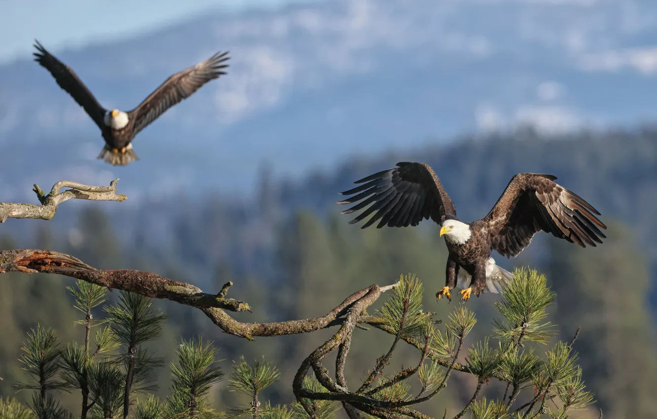 Фото обои птицы, ветки, дерево, птица, две, сосна, хищная, белоголовый орлан