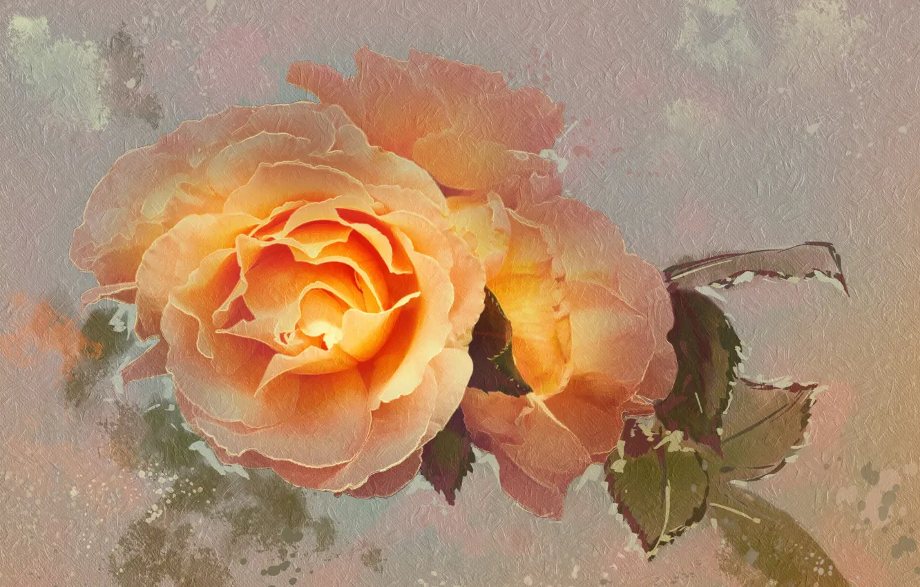 Фото обои цветок, роза, текстура