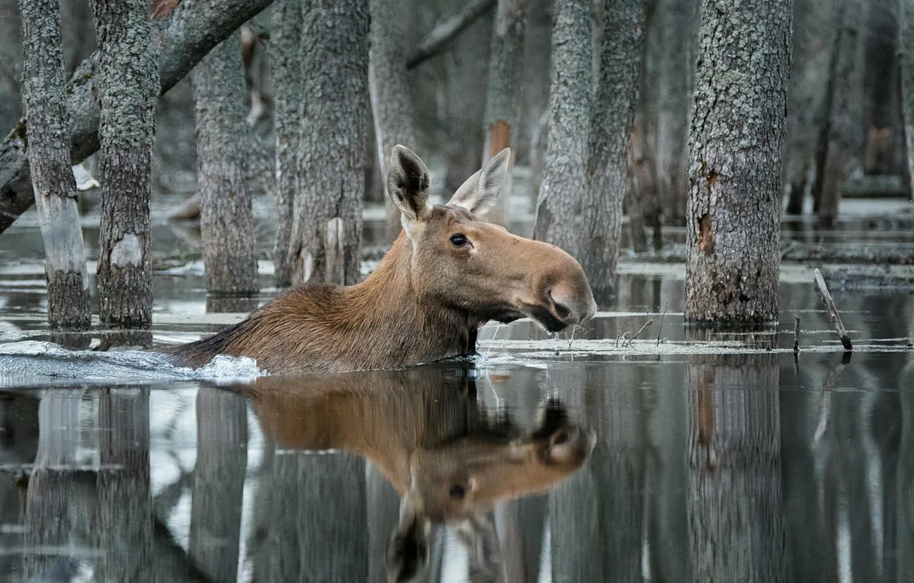 Фото обои animal, wildlife, Moose, Elk
