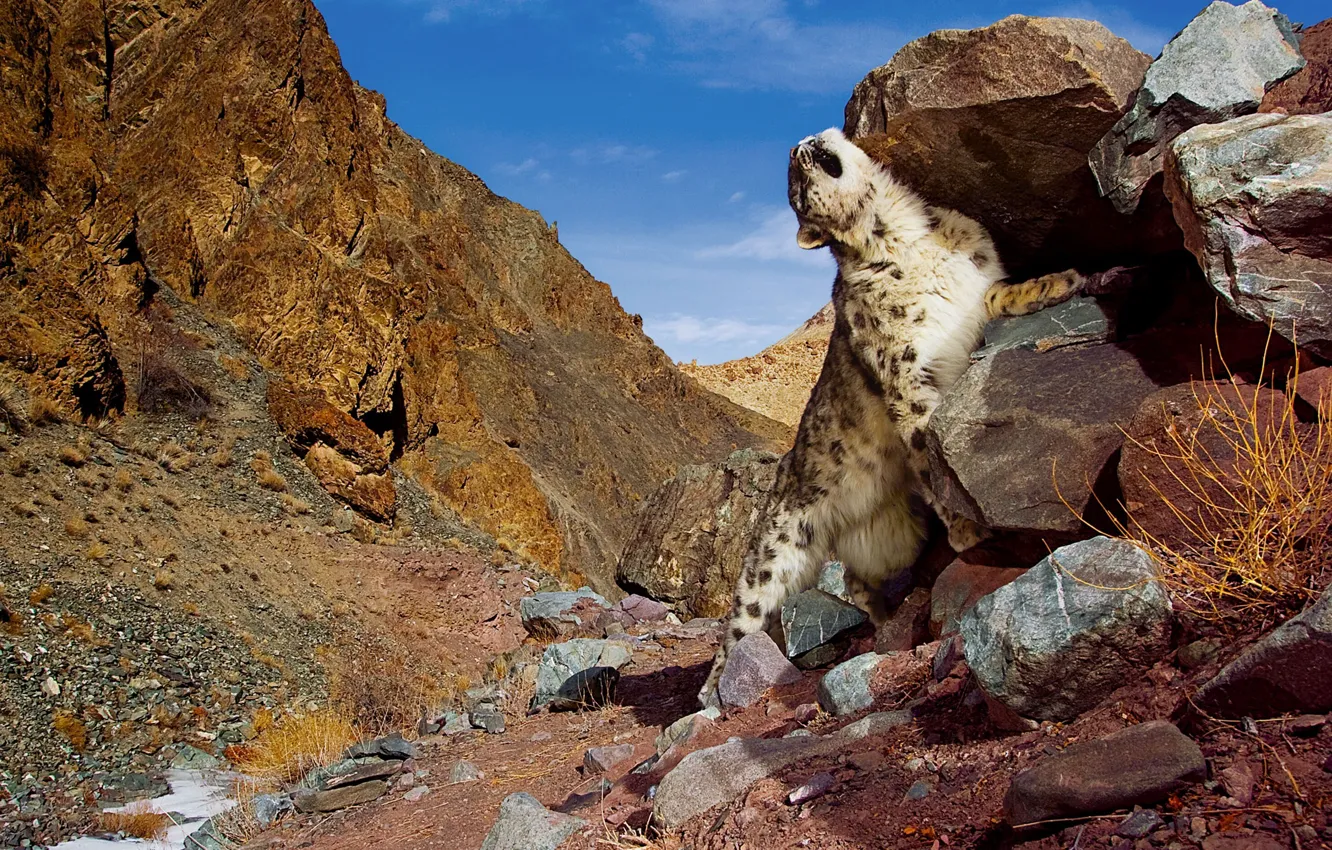 Фото обои камни, Горы, снежный барс, snow leopard