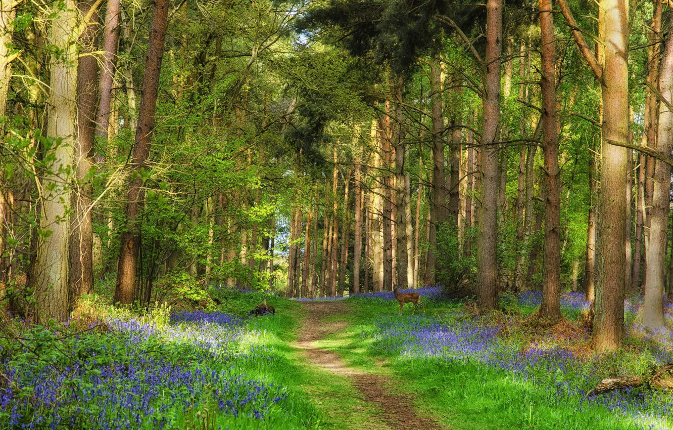 Фото обои forest, Green, trees, deer