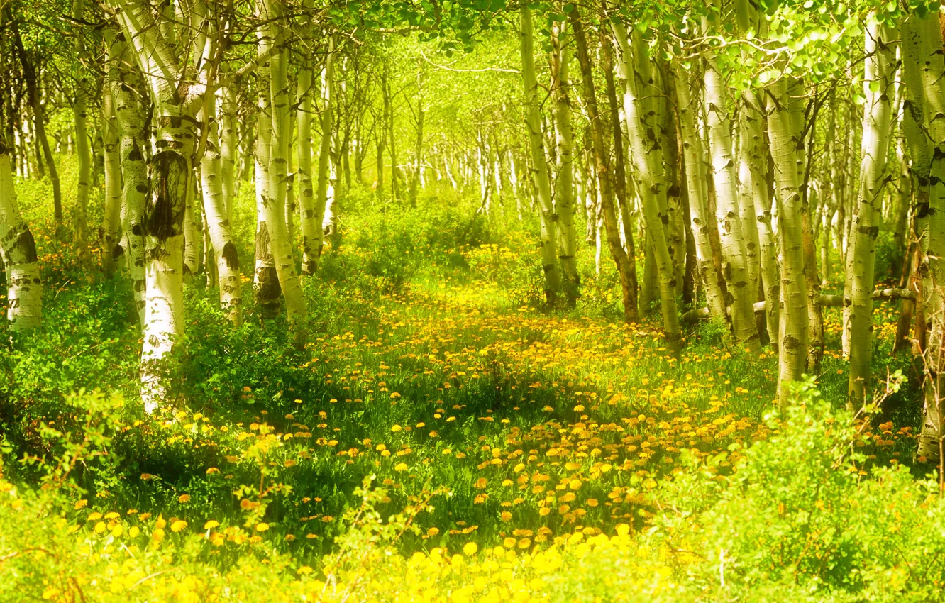 Фото обои лес, трава, деревья, цветы, весна