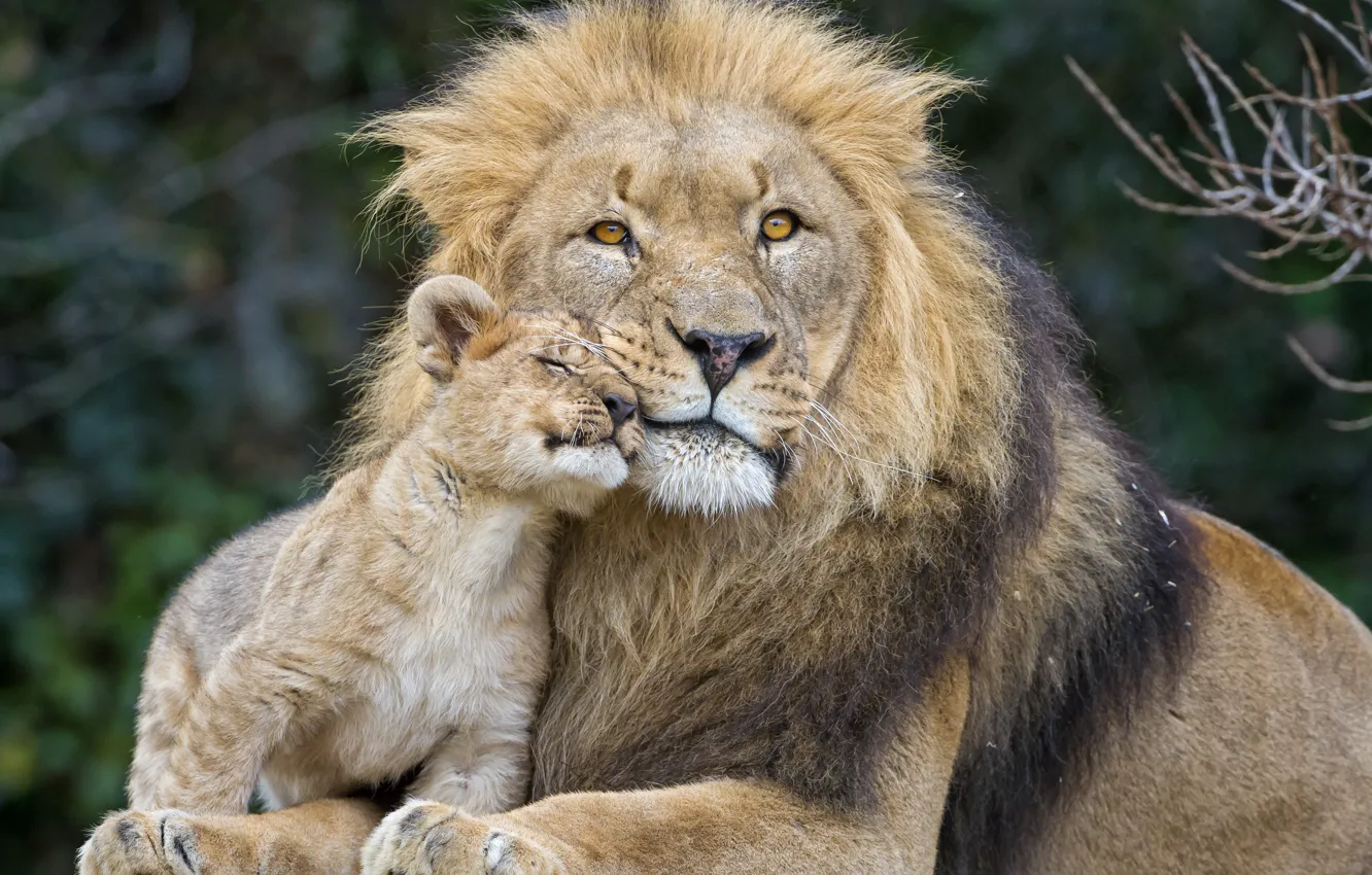 Фото обои кошки, лев, львёнок, пара ©Tambako The Jaguar