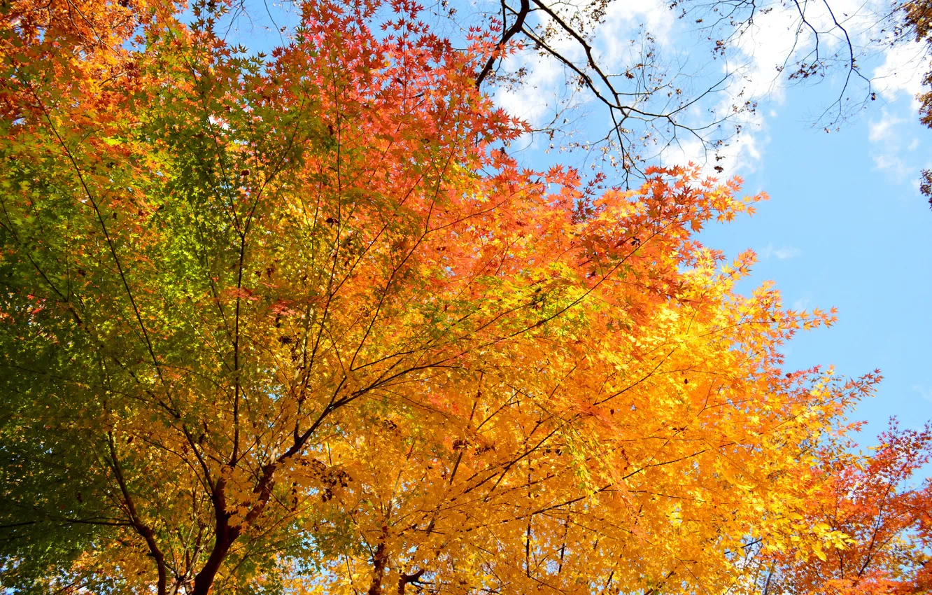 Фото обои осень, небо, листья, деревья