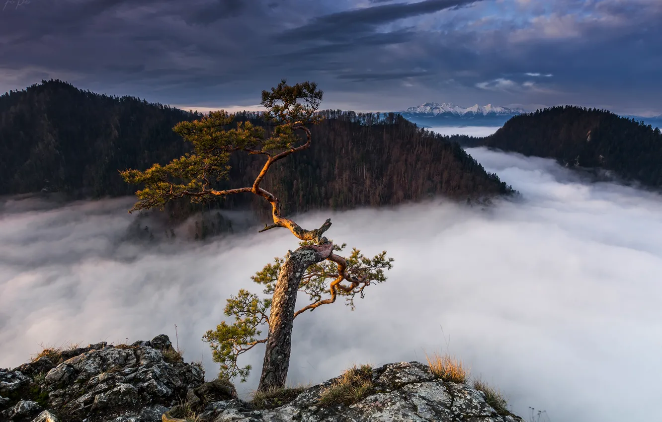 Фото обои облака, пейзаж, горы, тучи, природа, дерево, Польша, леса