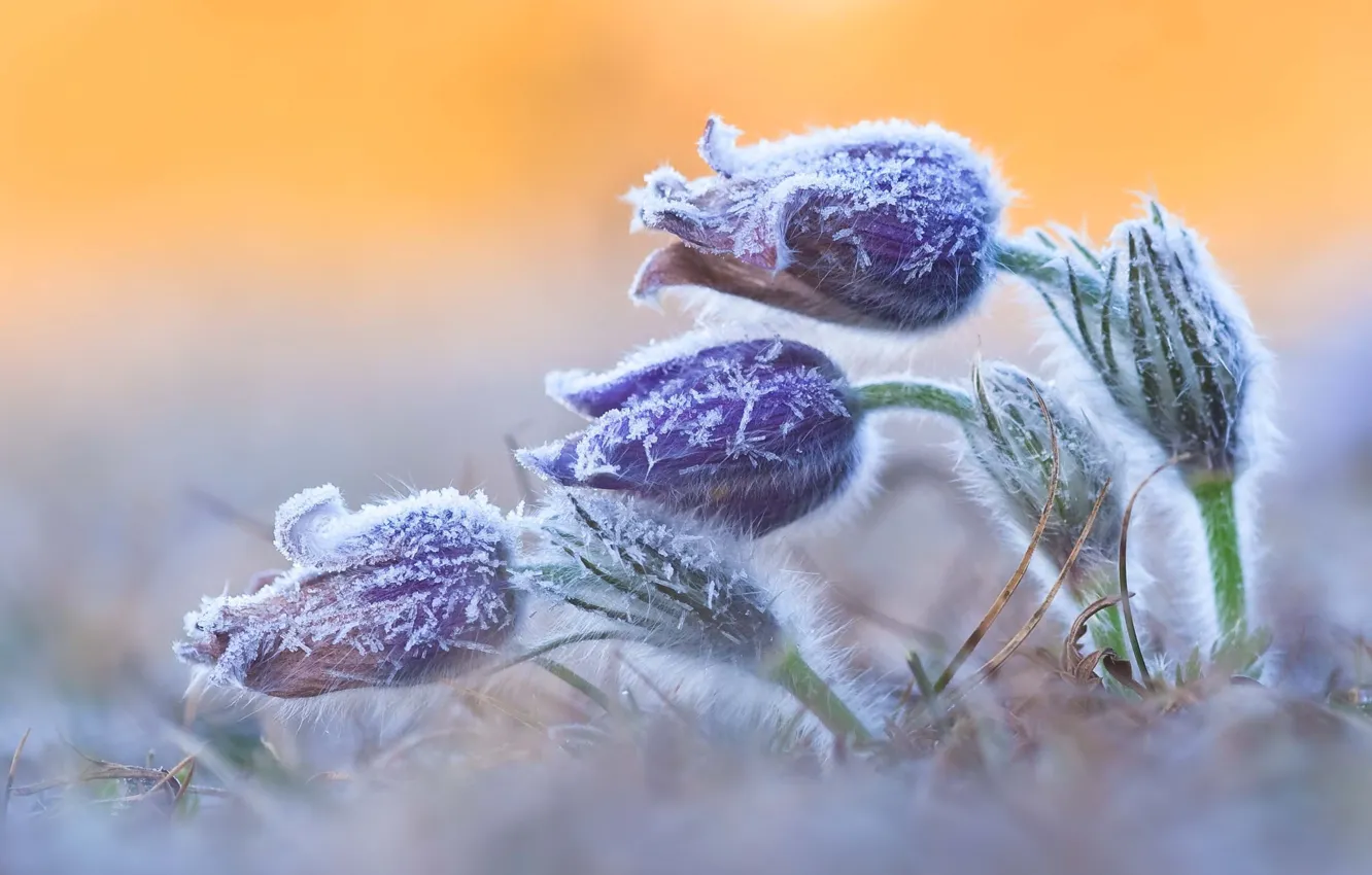 Фото обои лед, зима, цветы, снежинки, бутоны, изморозь, замерзли
