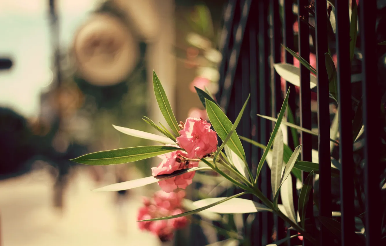 Фото обои листья, цветы, забор, лепестки