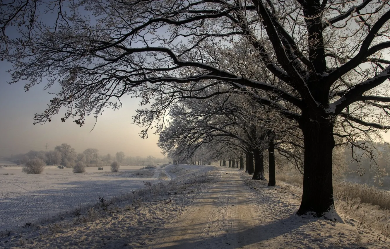 Фото обои Зима, Дорога, Деревья