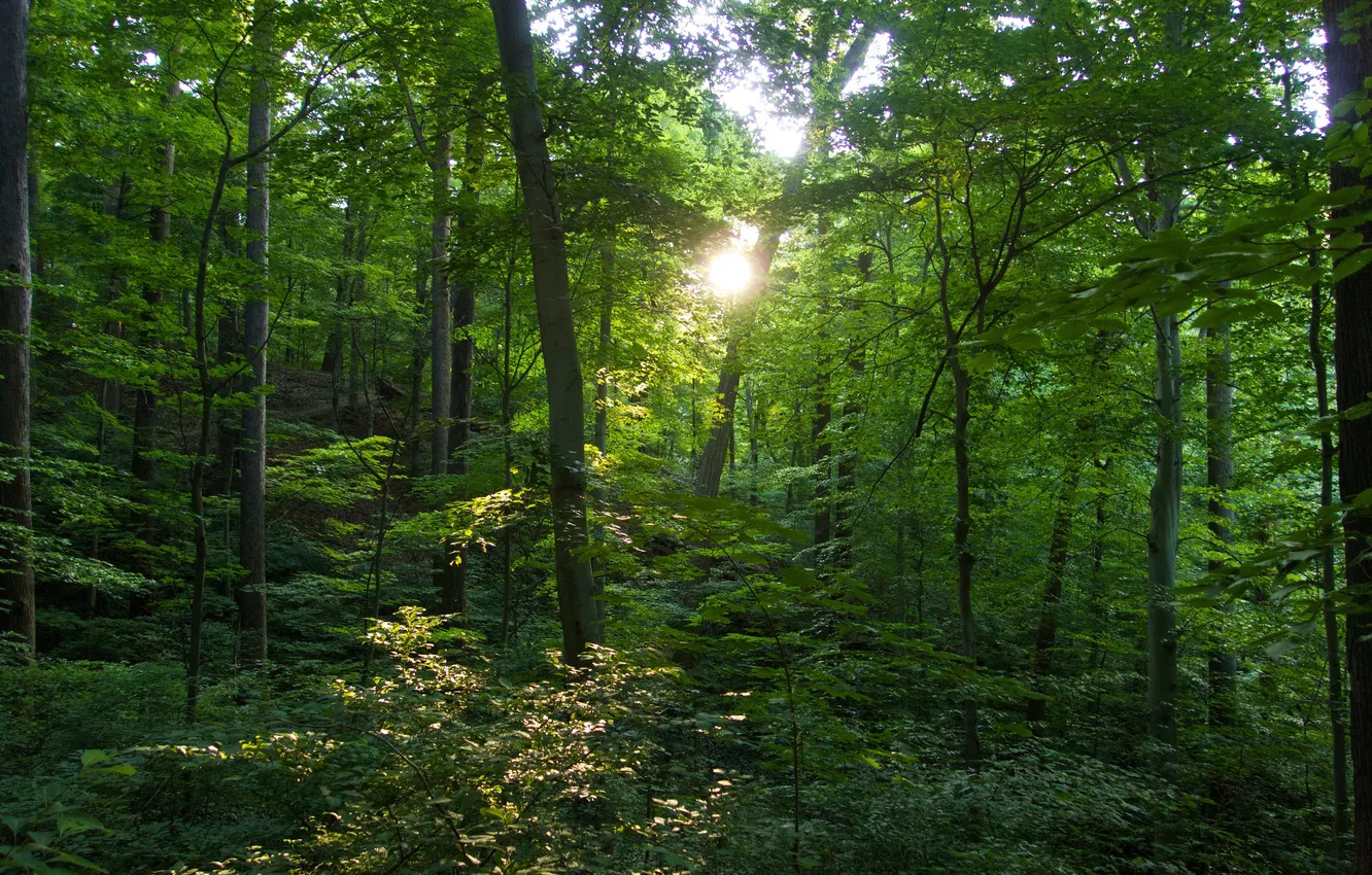 Фото обои лес, листья, лучи, свет, деревья