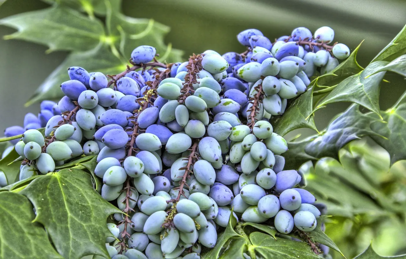 Фото обои виноград, листочки, кисточки