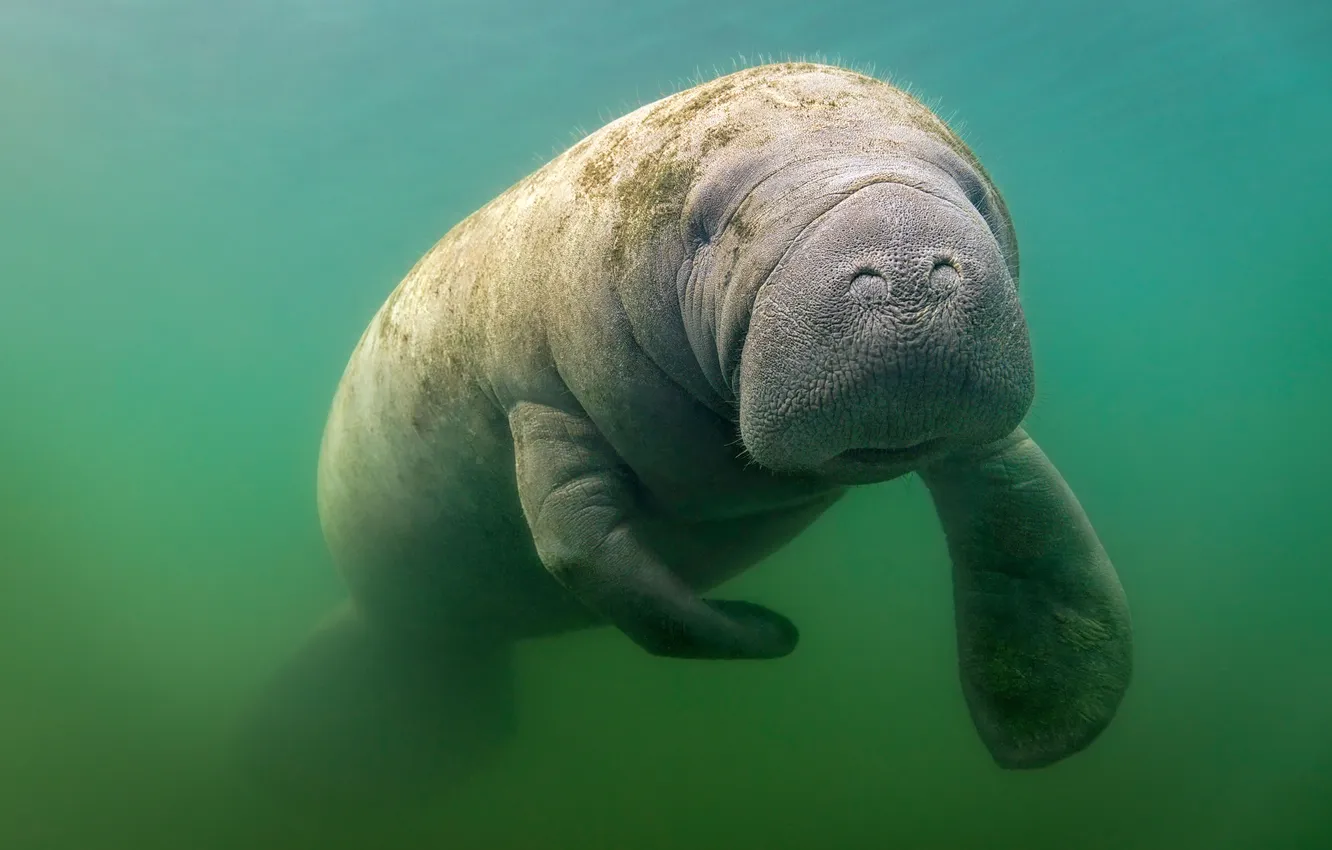 Фото обои sea, nature, blue, water, animal, florida, swimming, manatee