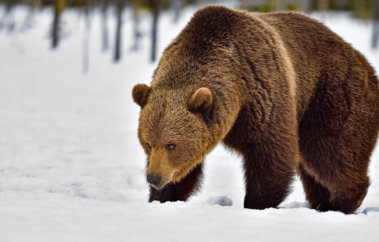 Фото обои зима, снег, природа, медведь, сугробы, прогулка