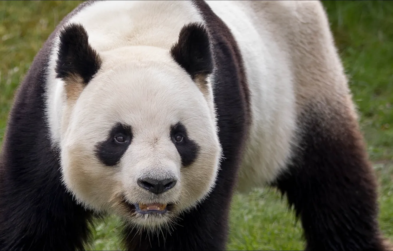 Фото обои animals, panda, beast, temnobelos