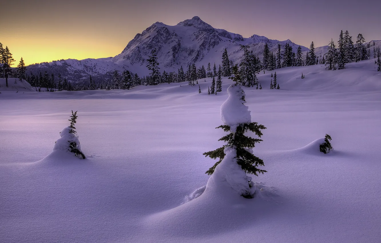 Фото обои зима, снег, горы, природа, ёлки
