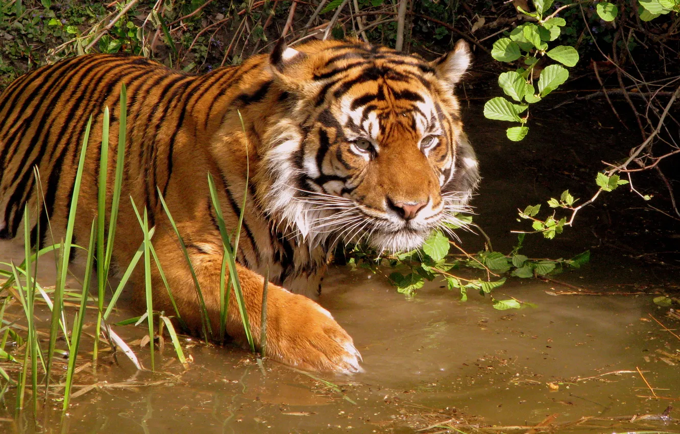 Фото обои Тигр, купание, водоем, погружение в воду