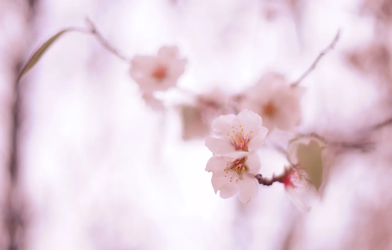 Фото обои природа, вишня, веточка, розовая, нежность, весна, размытость, сакура