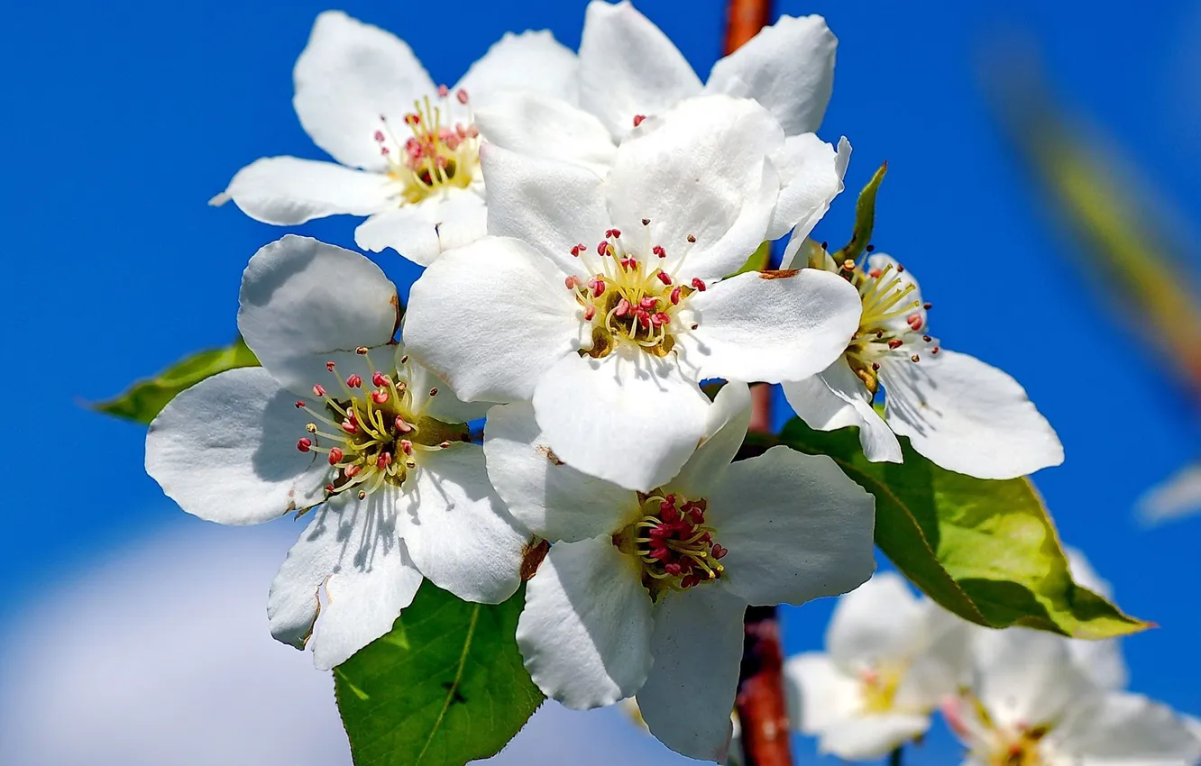 Фото обои небо, веточка, весна, яблоня
