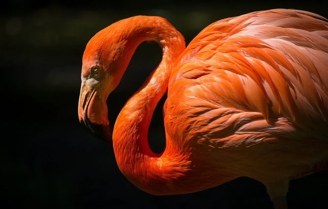 Фото обои red, bird, pink, .flamingo, wildlife.