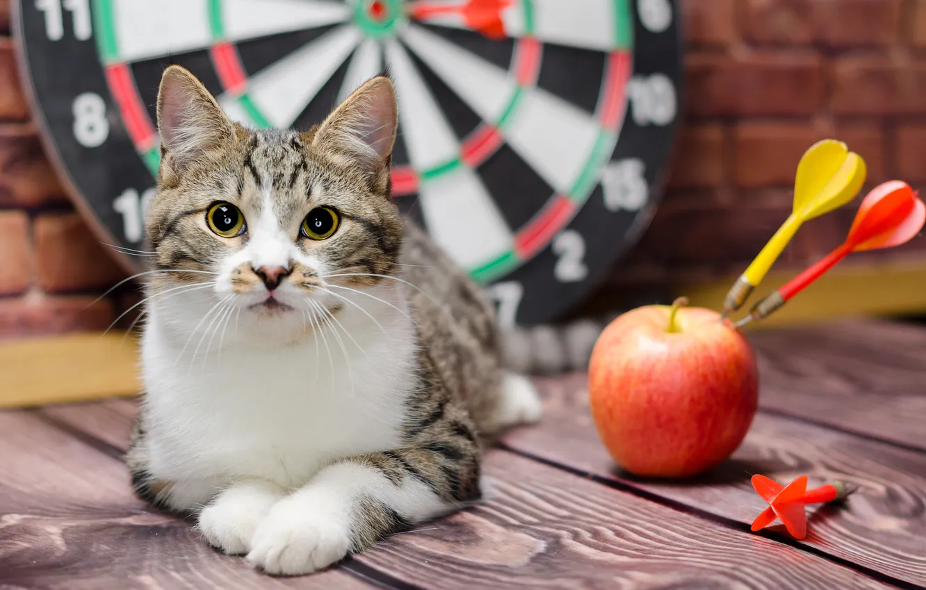 Фото обои кошка, кот, взгляд, поза, котенок, игра, доски, яблоко