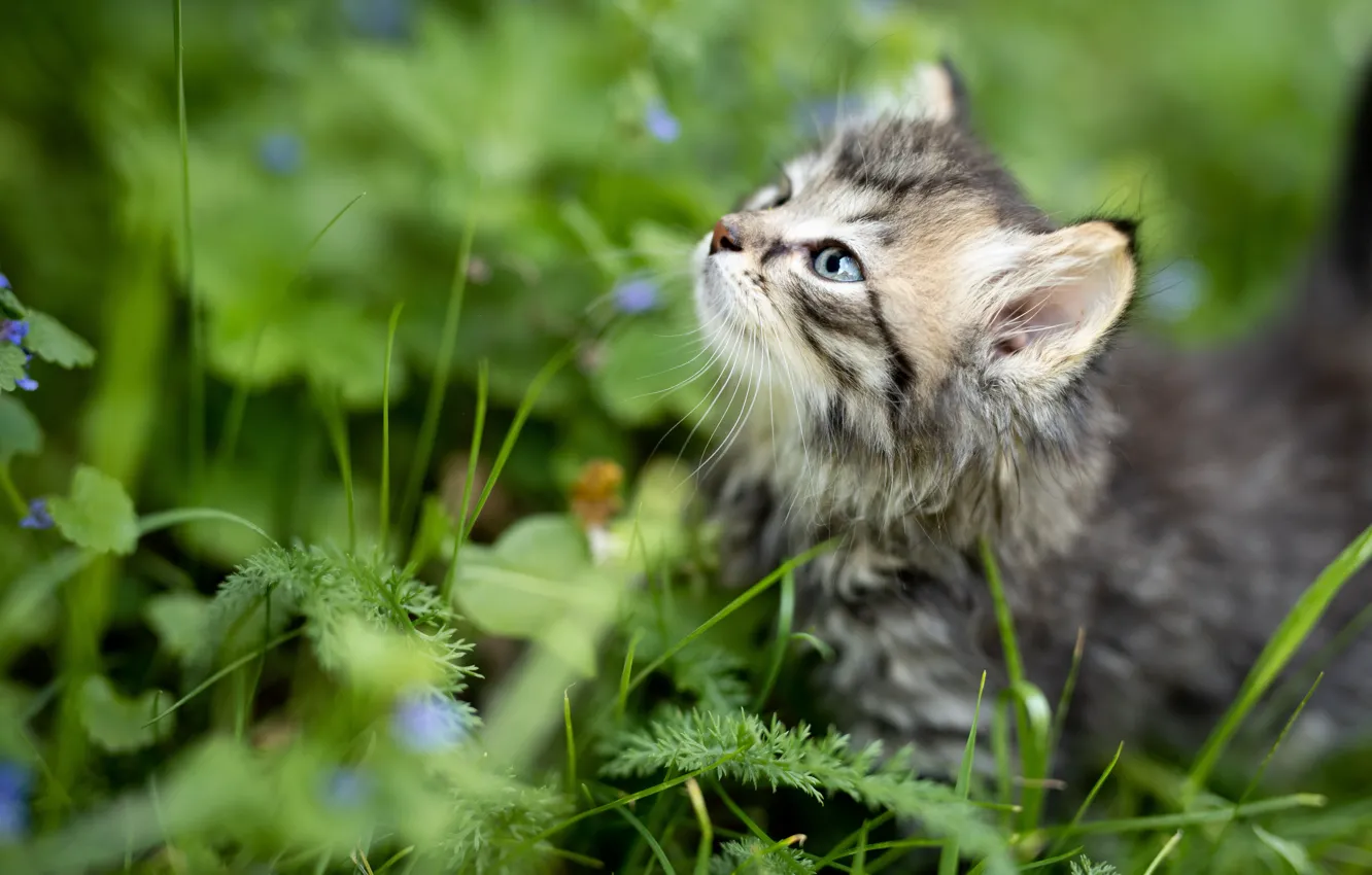 Фото обои трава, взгляд, котенок, малыш, мордочка
