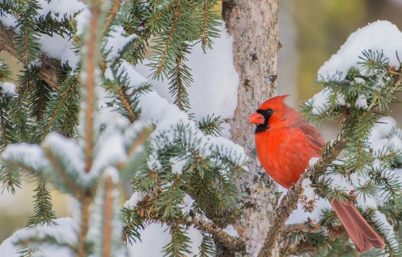 Фото обои снег, ветки, дерево, птица, Красный кардинал