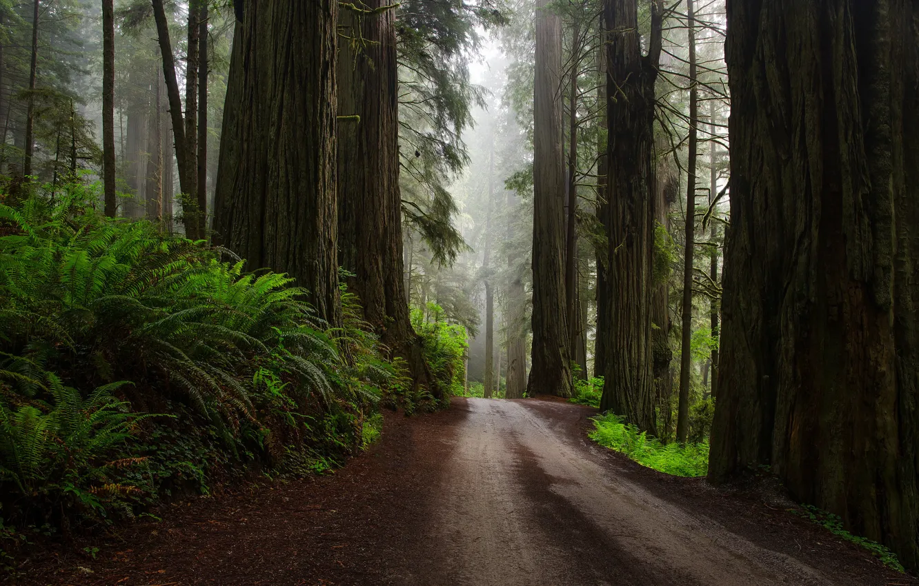 Фото обои дорога, лес, природа, папоротники, после дождя, США, секвойи