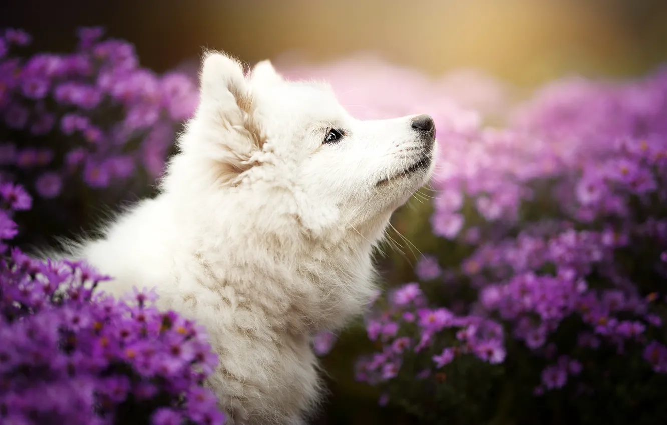 Фото обои цветы, собака, щенок, профиль, мордашка, хризантемы, боке, Самоед