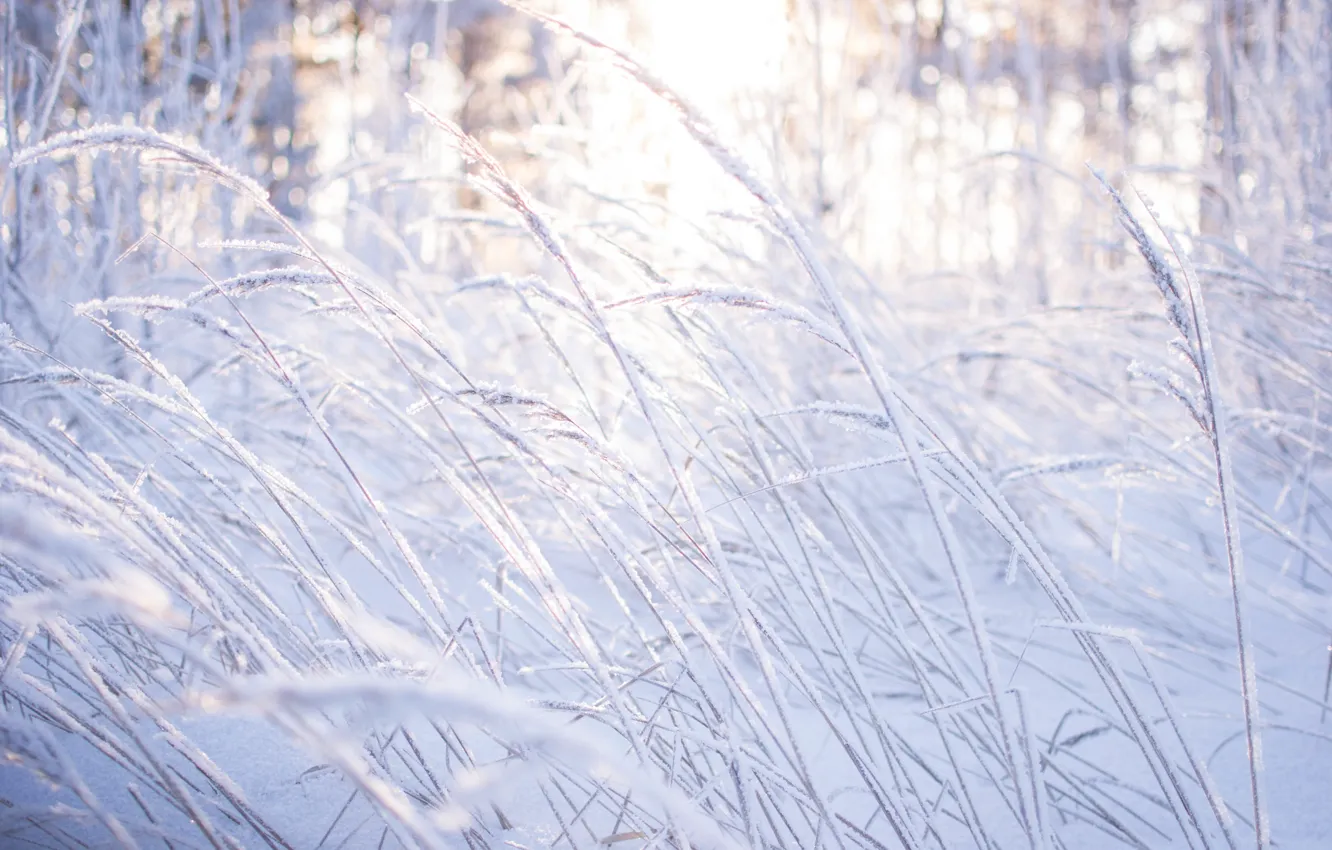 Фото обои зима, лес, трава, свет, снег, деревья, природа, красота