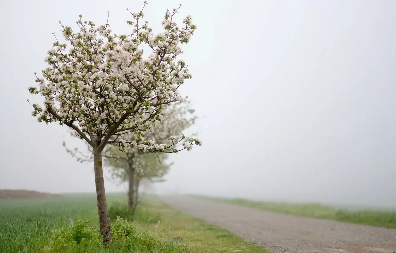 Фото обои дорога, пейзаж, природа, туман, яблони