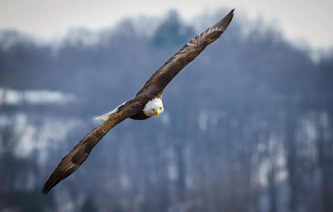 Фото обои Eagle, raptor, flying, bird, flight, wings, animal, blad eagle